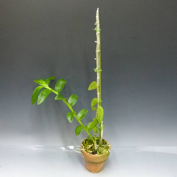 �ڲ֤ʤ����� �ǥ�ɥ��ӥ塼�� ���Υ��ޥ� �եåȥˡ� �ƥ֥롼��åס� Den.anosumum huttonii ��Blue Lip�� ���� ˧�ᤢ�� 3��ȭ 25cm ���֥�����(BS)