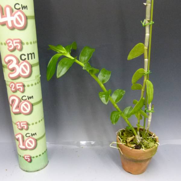 �ڲ֤ʤ����� �ǥ�ɥ��ӥ塼�� ���Υ��ޥ� �եåȥˡ� �ƥ֥롼��åס� Den.anosumum huttonii ��Blue Lip�� ���� ˧�ᤢ�� 3��ȭ 25cm ���֥�����(BS)