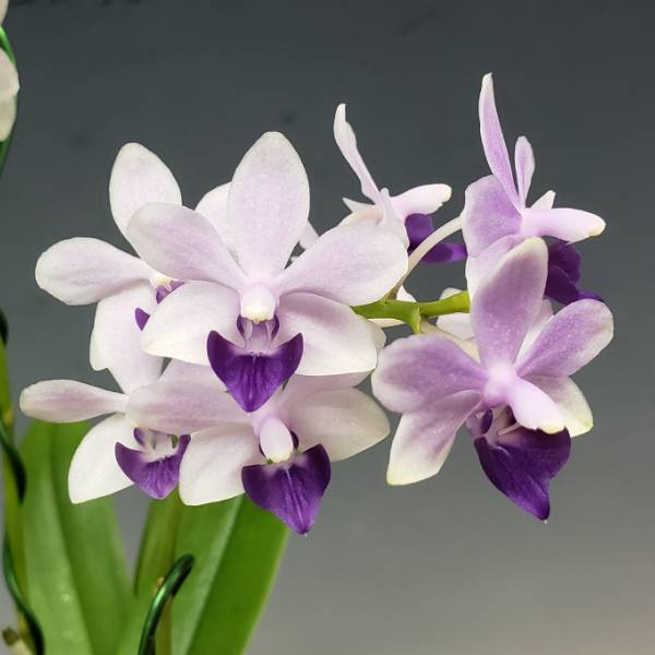 �ڲ֤ʤ����� �ե���Υץ��� ��ȥ�֥�С��� �ƥ�饵�������֡� Phal.(Dtps.)Little Blue Bird ��Murasakishikibu�� ���ۼ� 3��ȭ 25cm ���֥�����(BS)