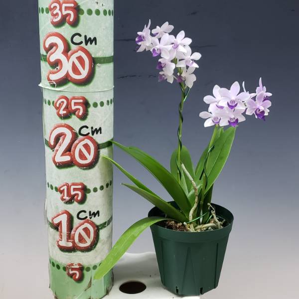 �ڲ֤ʤ����� �ե���Υץ��� ��ȥ�֥�С��� �ƥ�饵�������֡� Phal.(Dtps.)Little Blue Bird ��Murasakishikibu�� ���ۼ� 3��ȭ 25cm ���֥�����(BS)