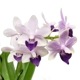 �ڲ֤ʤ����� �ե���Υץ��� ��ȥ�֥�С��� �ƥ�饵�������֡� Phal.(Dtps.)Little Blue Bird ��Murasakishikibu�� ���ۼ� 3��ȭ 25cm ���֥�����(BS)