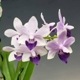 �ڲ֤ʤ����� �ե���Υץ��� ��ȥ�֥�С��� �ƥ�饵�������֡� Phal.(Dtps.)Little Blue Bird ��Murasakishikibu�� ���ۼ� 3��ȭ 25cm ���֥�����(BS)