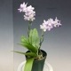 �ڲ֤ʤ����� �ե���Υץ��� ��ȥ�֥�С��� �ƥ�饵�������֡� Phal.(Dtps.)Little Blue Bird ��Murasakishikibu�� ���ۼ� 3��ȭ 25cm ���֥�����(BS)