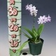 �ڲ֤ʤ����� �ե���Υץ��� ��ȥ�֥�С��� �ƥ�饵�������֡� Phal.(Dtps.)Little Blue Bird ��Murasakishikibu�� ���ۼ� 3��ȭ 25cm ���֥�����(BS)