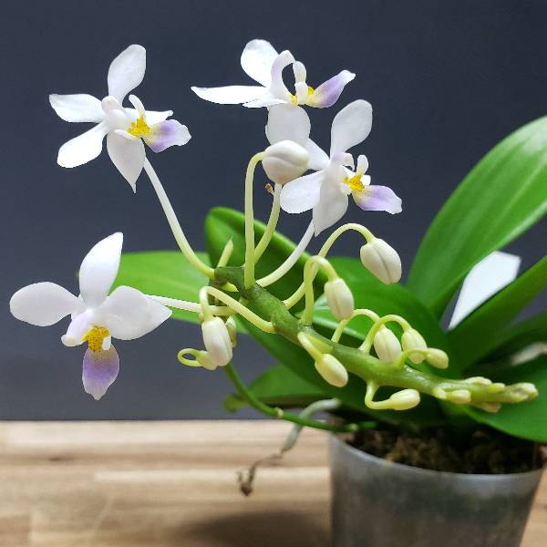 �ڲ֤ʤ����� �ե���Υץ��� ���������ȥꥹ ����쥢 Phal.equestris var. coerulea ���� 2��ȭ 5cm ���֥�����(BS)