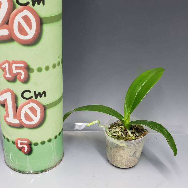 �ڲ֤ʤ����� �ե���Υץ��� ���������ȥꥹ ����쥢 Phal.equestris var. coerulea ���� 2��ȭ 5cm ���֥�����(BS)