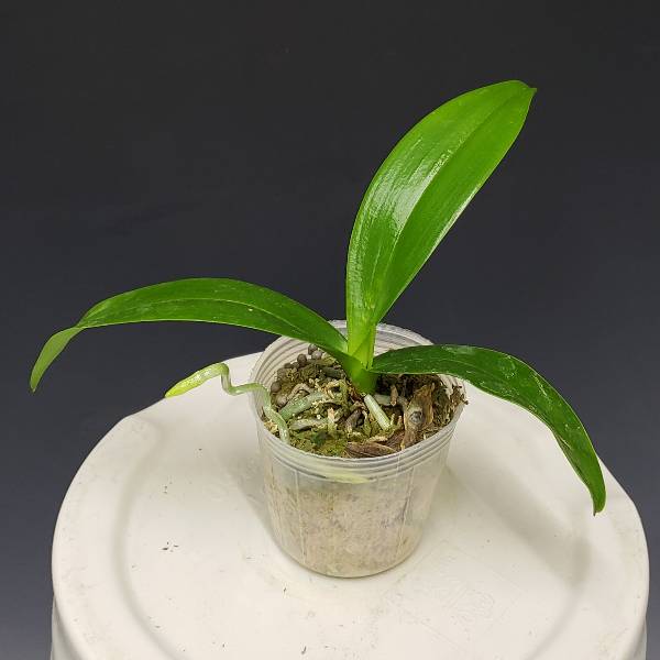 �ڲ֤ʤ����� �ե���Υץ��� ���������ȥꥹ ����쥢 Phal.equestris var. coerulea ���� 2��ȭ 5cm ���֥�����(BS)