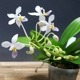 �ڲ֤ʤ����� �ե���Υץ��� ���������ȥꥹ ����쥢 Phal.equestris var. coerulea ���� 2��ȭ 5cm ���֥�����(BS)