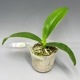 �ڲ֤ʤ����� �ե���Υץ��� ���������ȥꥹ ����쥢 Phal.equestris var. coerulea ���� 2��ȭ 5cm ���֥�����(BS)