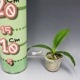 �ڲ֤ʤ����� �ե���Υץ��� ���������ȥꥹ ����쥢 Phal.equestris var. coerulea ���� 2��ȭ 5cm ���֥�����(BS)
