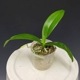 �ڲ֤ʤ����� �ե���Υץ��� ���������ȥꥹ ����쥢 Phal.equestris var. coerulea ���� 2��ȭ 5cm ���֥�����(BS)