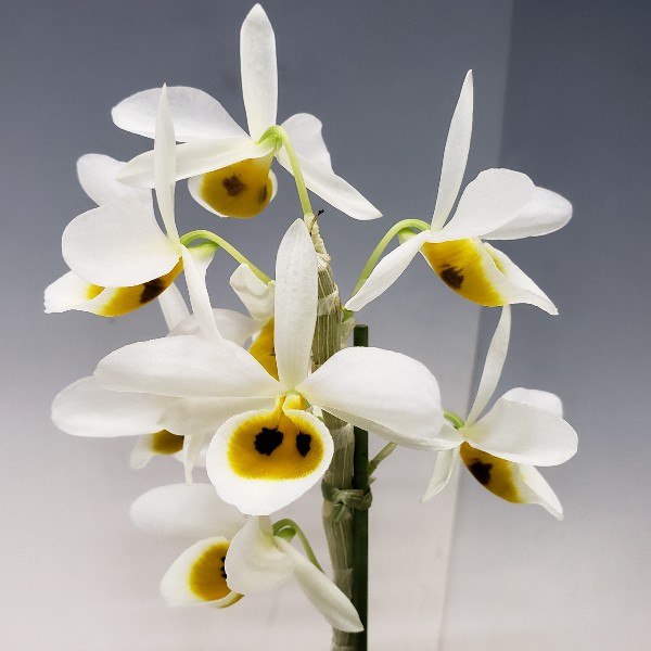 �ڲ֤ʤ����� �ǥ�ɥ��ӥ塼�� �٥󥽥ˡ� Den.bensoniae ���� 2.5��ȭ 15cm ���֥�����(BS)