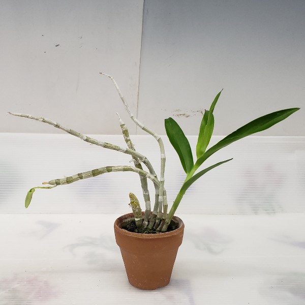 �ڲ֤ʤ����� �ǥ�ɥ��ӥ塼�� �٥󥽥ˡ� Den.bensoniae ���� 2.5��ȭ 15cm ���֥�����(BS)