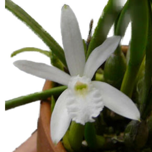 �ڲ֤ʤ����� ��ꥢ ���ǥ��� ����� �ƥ������� L.lundii var. alba ��Cotia�� ���� 2.5��ȭ 20cm ���֥�����(BS)