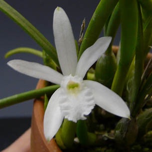 �ڲ֤ʤ����� ��ꥢ ���ǥ��� ����� �ƥ������� L.lundii var. alba ��Cotia�� ���� 2.5��ȭ 20cm ���֥�����(BS)