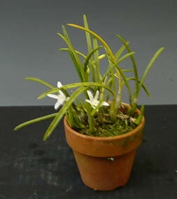 �ڲ֤ʤ����� ��ꥢ ���ǥ��� ����� �ƥ������� L.lundii var. alba ��Cotia�� ���� 2.5��ȭ 20cm ���֥�����(BS)