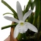 �ڲ֤ʤ����� ��ꥢ ���ǥ��� ����� �ƥ������� L.lundii var. alba ��Cotia�� ���� 2.5��ȭ 20cm ���֥�����(BS)