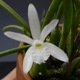 �ڲ֤ʤ����� ��ꥢ ���ǥ��� ����� �ƥ������� L.lundii var. alba ��Cotia�� ���� 2.5��ȭ 20cm ���֥�����(BS)