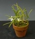 �ڲ֤ʤ����� ��ꥢ ���ǥ��� ����� �ƥ������� L.lundii var. alba ��Cotia�� ���� 2.5��ȭ 20cm ���֥�����(BS)