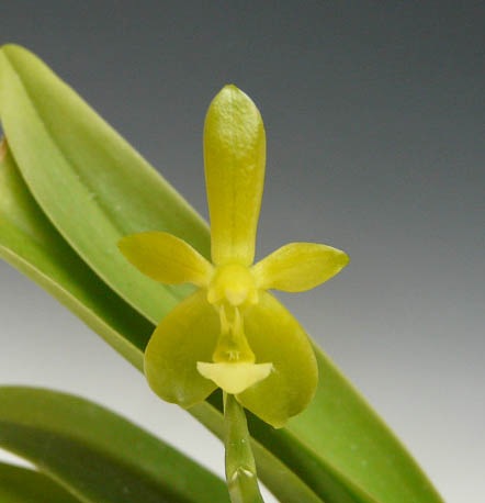 �ڲ֤ʤ����� �ե���Υץ��� ����̥���� ����� Phal.cornu-cervi var. alba ���� 3��ȭ 25cm ���֥�����(BS)