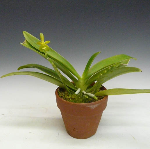 �ڲ֤ʤ����� �ե���Υץ��� ����̥���� ����� Phal.cornu-cervi var. alba ���� 3��ȭ 25cm ���֥�����(BS)