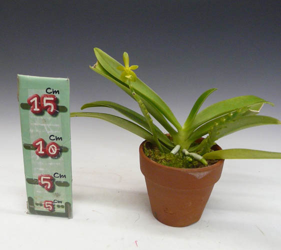 �ڲ֤ʤ����� �ե���Υץ��� ����̥���� ����� Phal.cornu-cervi var. alba ���� 3��ȭ 25cm ���֥�����(BS)