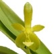 �ڲ֤ʤ����� �ե���Υץ��� ����̥���� ����� Phal.cornu-cervi var. alba ���� 3��ȭ 25cm ���֥�����(BS)