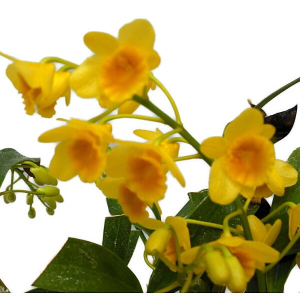 �ڲ֤ʤ����� �ǥ�ɥ��ӥ塼�� ���꥽�ȥ����� Den.chrysotoxum ���� 4��ȭ 30cm ���֥�����(BS)