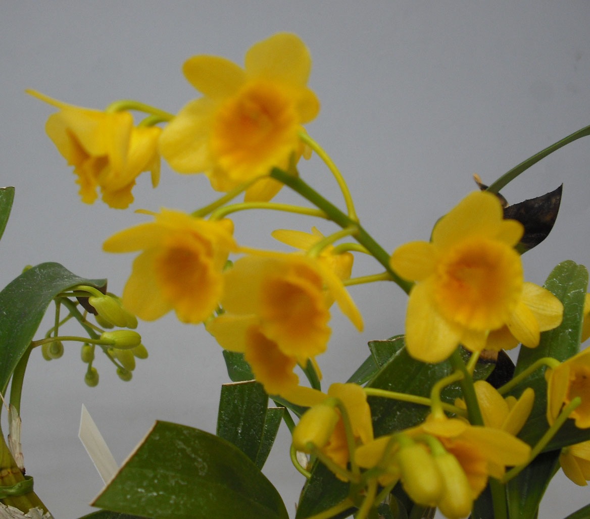 �ڲ֤ʤ����� �ǥ�ɥ��ӥ塼�� ���꥽�ȥ����� Den.chrysotoxum ���� 4��ȭ 30cm ���֥�����(BS)