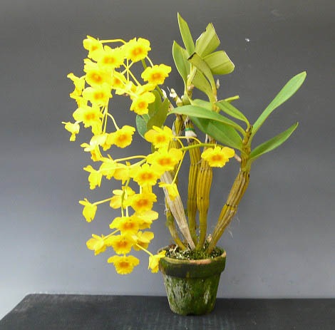 �ڲ֤ʤ����� �ǥ�ɥ��ӥ塼�� ���꥽�ȥ����� Den.chrysotoxum ���� 4��ȭ 30cm ���֥�����(BS)