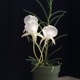 �ڲ֤ʤ����� ���󥰥쥫�� �����å����ʥ� Angcm.scottianum ���� ˧�ᤢ�� 3��ȭ 20cm ���֥�����(BS)