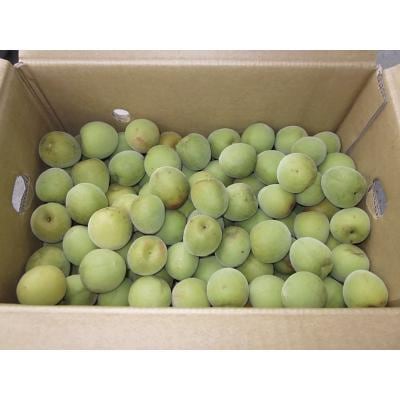 生青梅（龍神梅） 3kg