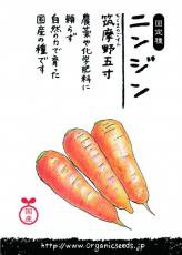 NLS 国産ニンジン(筑摩野五寸) 約400粒