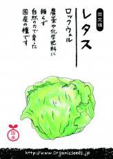 NLS 国産レタス(ロックウェル) 約120粒