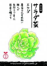 NLS 国産サラダ菜(エルーゴ) 約300粒