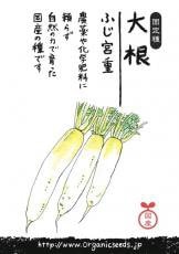 NLS 国産大根(ふじ宮重) 約20粒