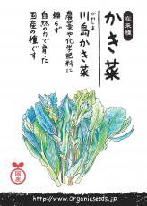 NLS 国産川島かき菜 約500粒