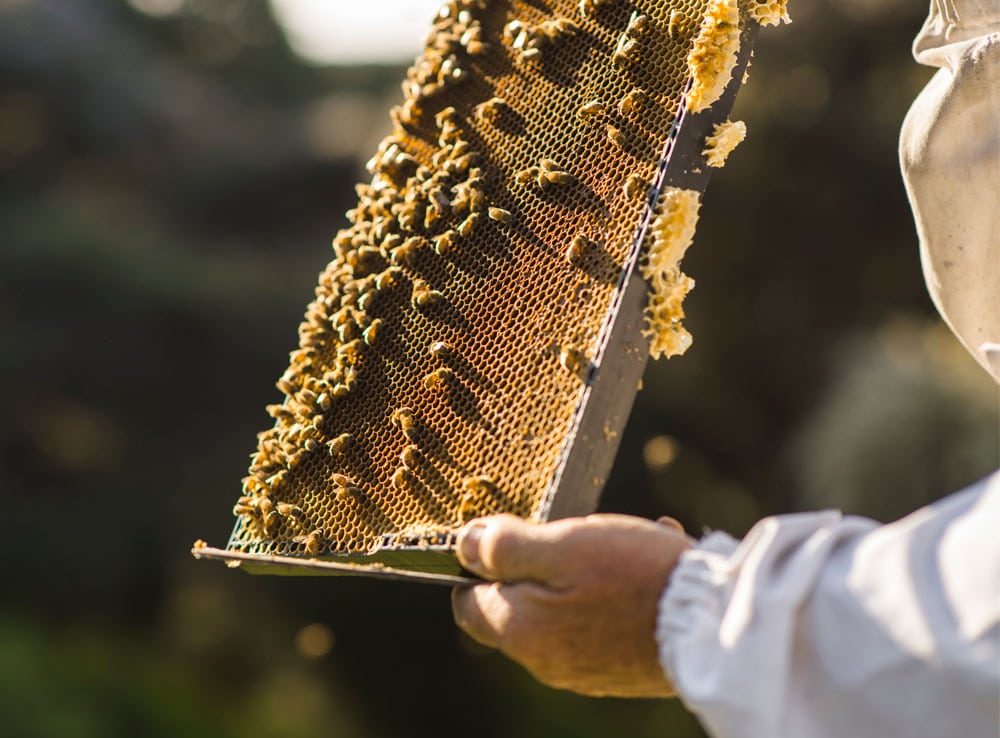 マヌカハニー UMF10+ 5g使い切り ５個セット WildCape ワイルドケープ UMFHA認定