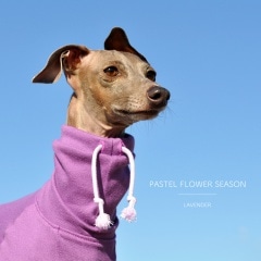 PASTEL FLOWER SEASON٤룳סߣ顼ʥ٥/꡼/ѥ󥵥