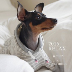 2016.RELAXMINIATURE PINSCHER   ARATA HOSUE ܥ졼٤룳סߣ顼ʥ饤ȥ쥤/쥤