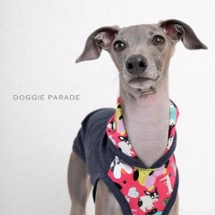 �����ä����ѥ졼�ɡ����٤룳�����סߣ����顼�ʥ١�����/�ͥ��ӡ�/���쥤��