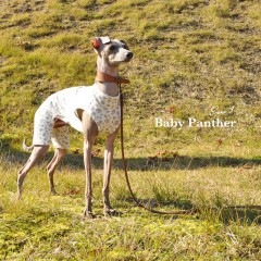 Baby Pantherɿˡ٤룳סߣ顼ʥ饤/