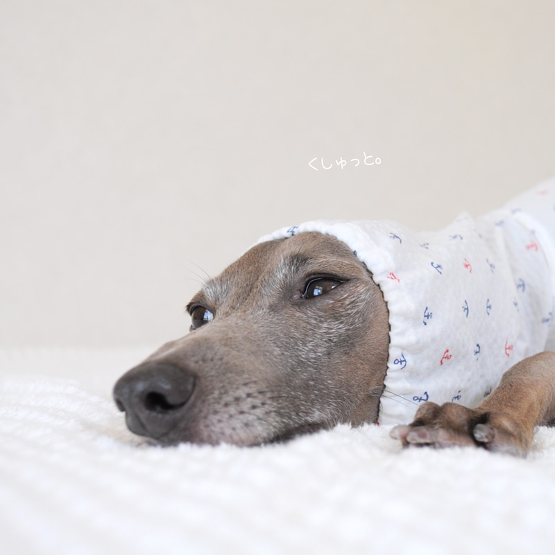 犬服｜くしゅっと。かわいいアンカー｜リップルプリント｜選べる3