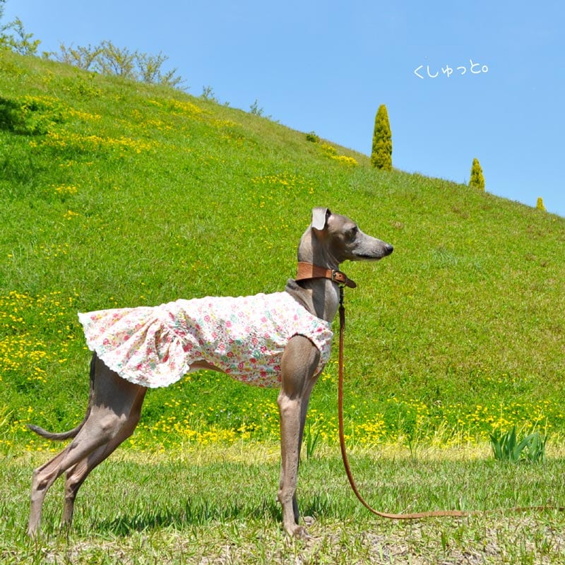 犬服｜くしゅっと。かわいいお花｜リップルプリント｜選べる3タイプ