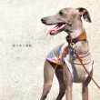 犬服|移りゆく季節|パッチワークインド綿|選べる3タイプ×3カラー(ベージュ/ネイビー/グレイ)