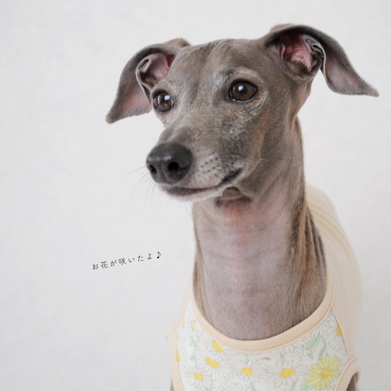 犬服 お花が咲いたよ スムースニットデイジー柄 選べる４タイプ ４カラー イエローのお花 ピンクのお花 犬服一覧 犬服 犬寝袋 雑貨の通販 Arata Houseショッピング