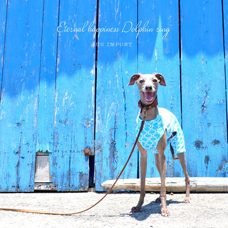 ������Eternal happiness Dolphin ring�å���ꥫ͢���˥åȥץ��ȡ����٤룴������