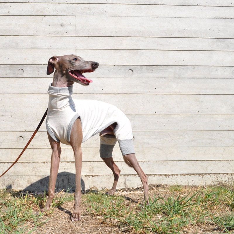 犬服｜やさしく、やわらかなカラーネップ｜選べる4タイプ｜犬服一覧