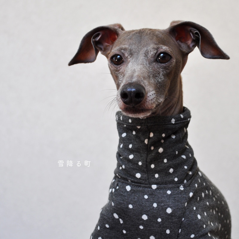 ��������ߤ�Į���ܷ�˥åȡ����٤룴�����סߣ����顼�ʥ饤�ȥ��쥤/���������쥤/�ͥ��ӡ���