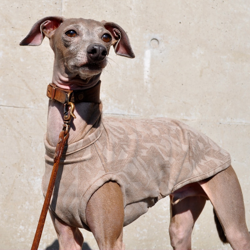 �����å����ʵ��ӥ��ȥ�å����㥬���ɡ����٤룳�����סߣ����顼�ʥ١�����/������/�֥�å���